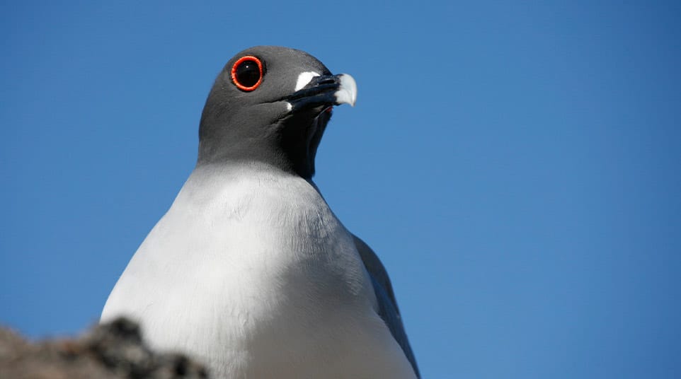 Galapagos Swallow Tailed Gull