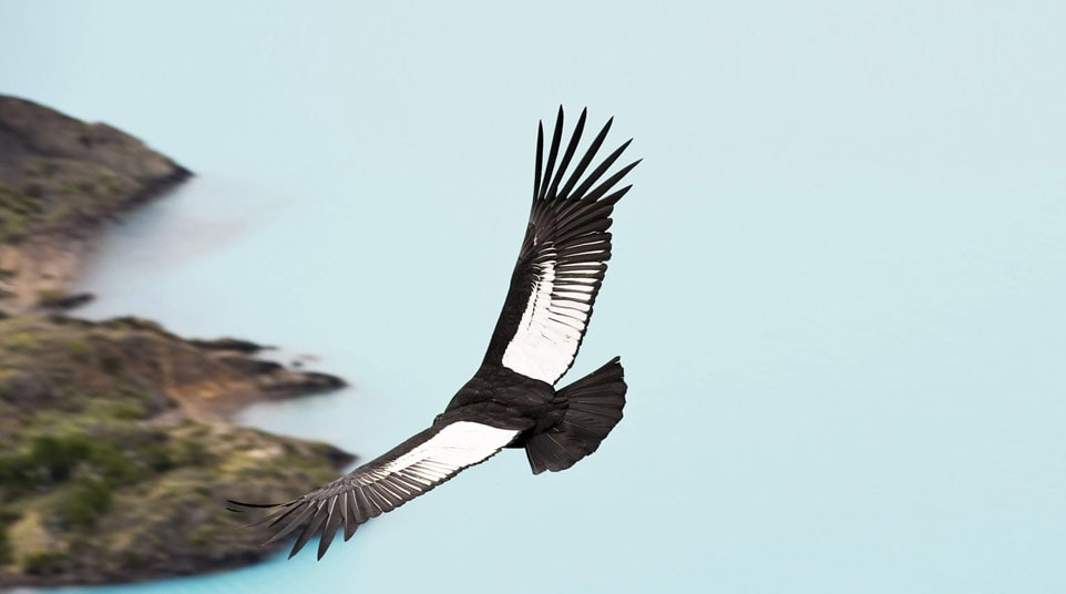 Andean Condor Andean Condor