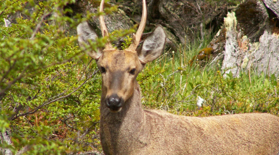 Huemel Deer in Patagonia
