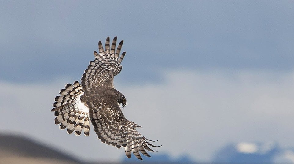 Cinereous harrier flying