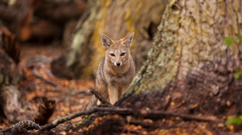Patagonian Grey Fox