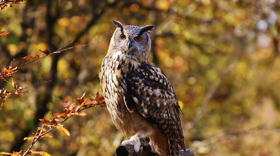 Magellanic Horned Owl Lesser/Magellanic Horned Owl Patagonia