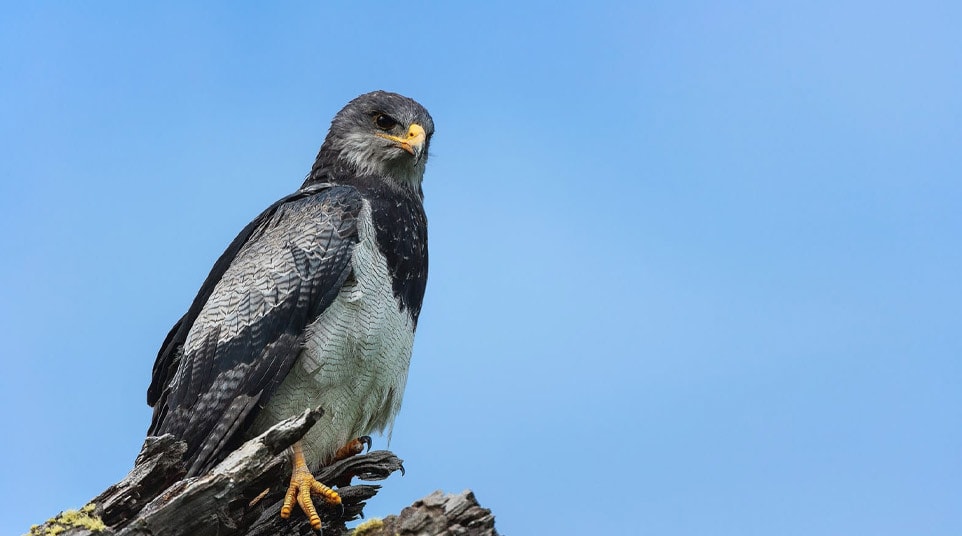 Black Chested Buzzard Eagle in Patagonia