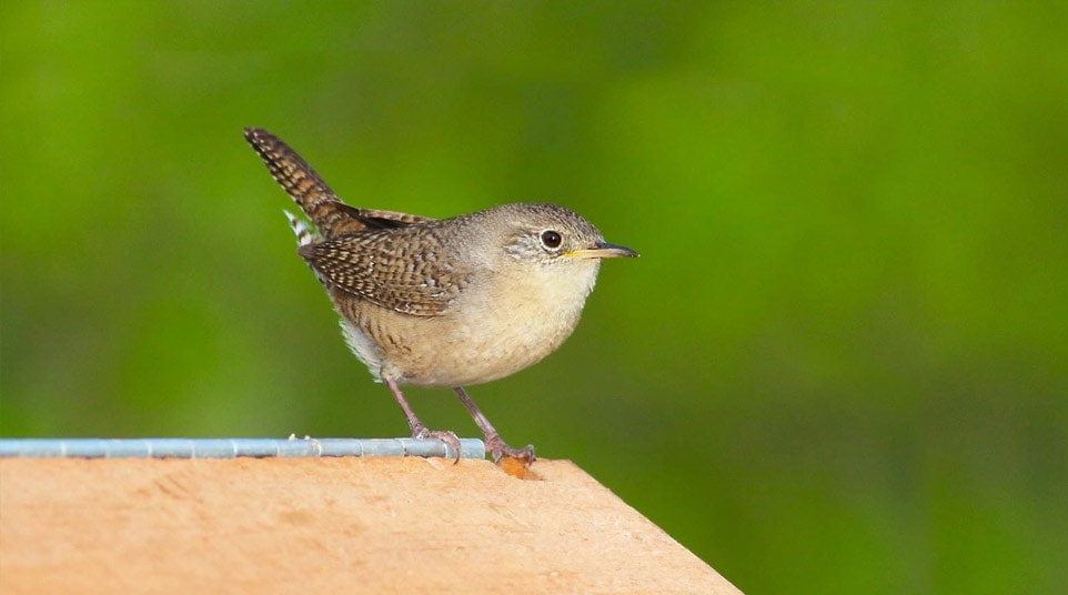 Patagonian House Wren