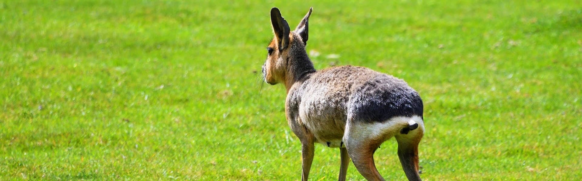 The Patagonian Mara Patagonia Hare Cavy Or Dillaby