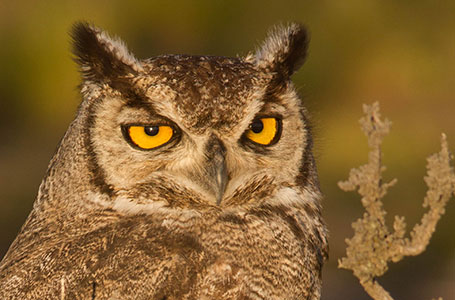 Wildlife Encounters in Patagonia