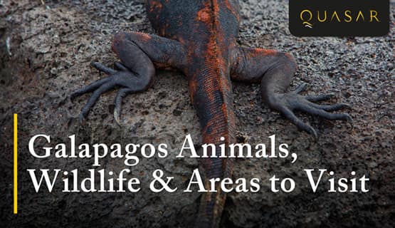 Galapagos Wildlife