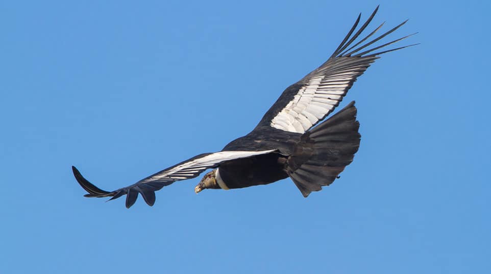 Cerro Benitez Hike Cerro Benitez Hike