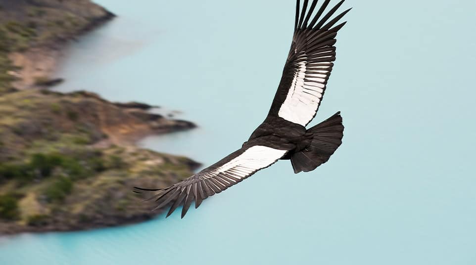 Cerro Benitez Hike Cerro Benitez Hike