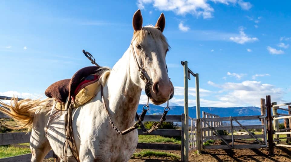 Horseback Riding at The Shores of Lake Argentino Horseback Riding at The Shores of Lake Argentino