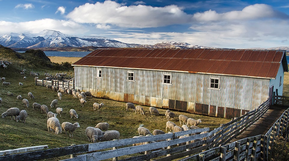 Sheep farming in Patagonia at Estancia La Peninsula Sheep farming in Patagonia