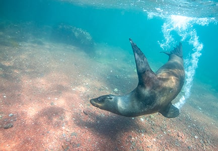 Galapagos Cruise Special for July, August & September 2022