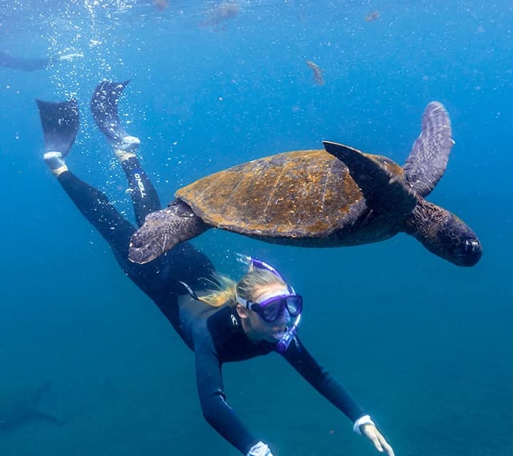 snorkeling with green sea turtle snorkeling with green sea turtle