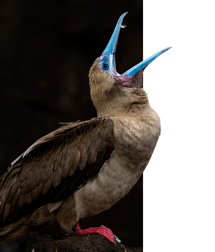 Galapagos Red-footed Boobie