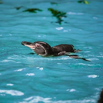 Galapagos penguin swimming with head propped out of water Galapagos penguin swimming