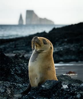 Sea lion and Kicker Rock in the Galapagos Sea lion posing with Kicker Rock in the distance in the Galapagos