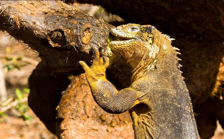 Galapagos Land Iguana Feeding on Plants Land iguana eating plants in Galapagos