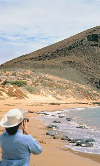 Woman watching Green Sea Turtles return to the ocean on Galapagos beach