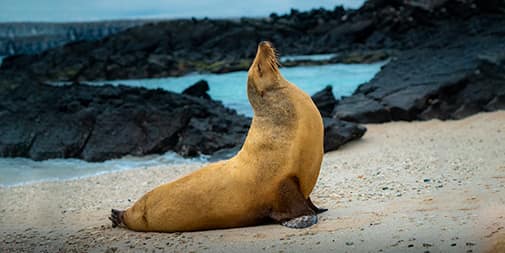 Galapagos in April