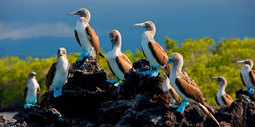 Galapagos in August