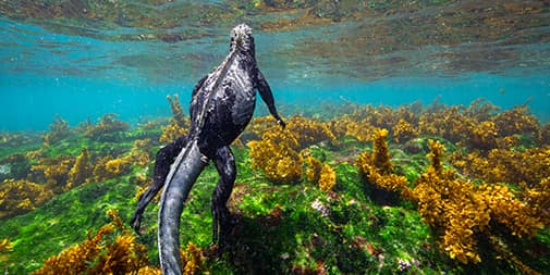 Galapagos in December