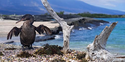 Galapagos in June