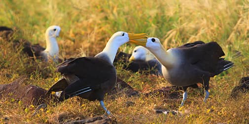 Galapagos in May