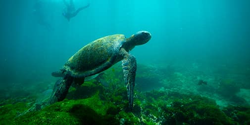 Galapagos in November