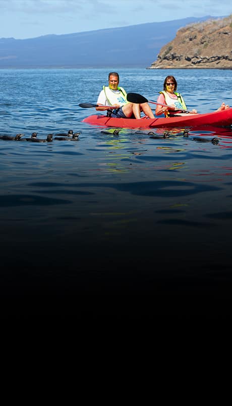 Adventurous couple in red kayak next to swimming penguins in the Galapagos Islands