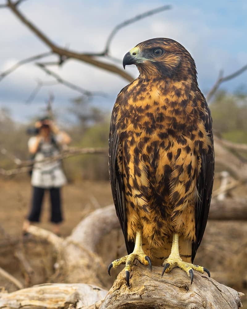 Hawk in foreground, Galapagos cruise guest taking pictures in background