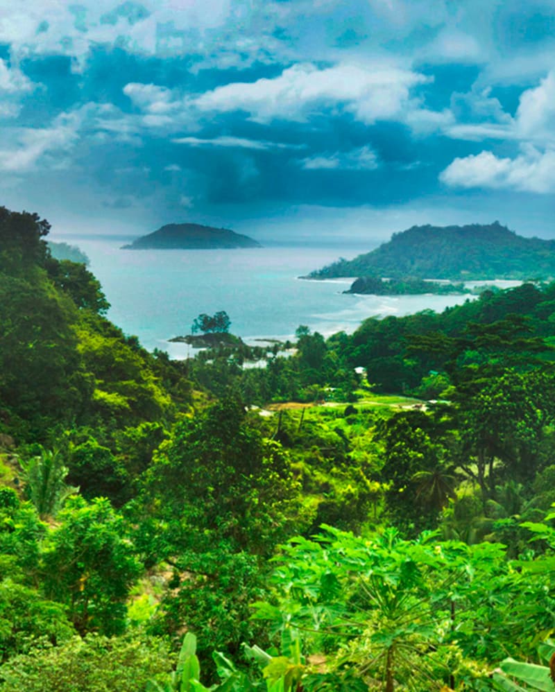 Lush green forest in South America