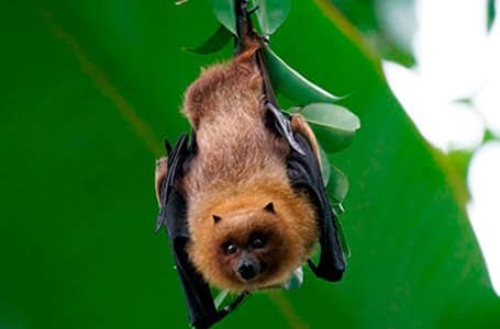 Galapagos Bat