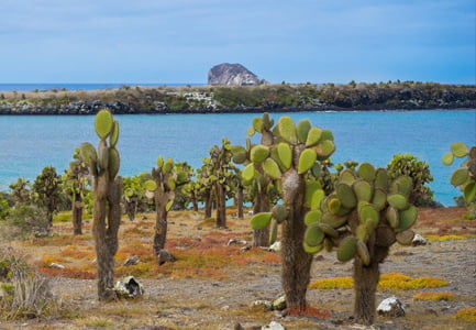 Galapagos Islands Arid Zone