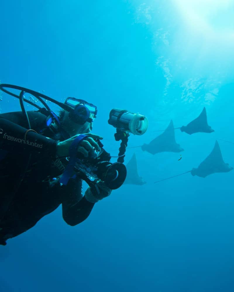 Woman Scuba Diving with Stingrays in Galapagos