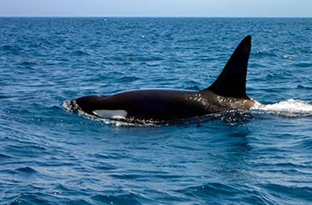 Galapagos Killer Whale