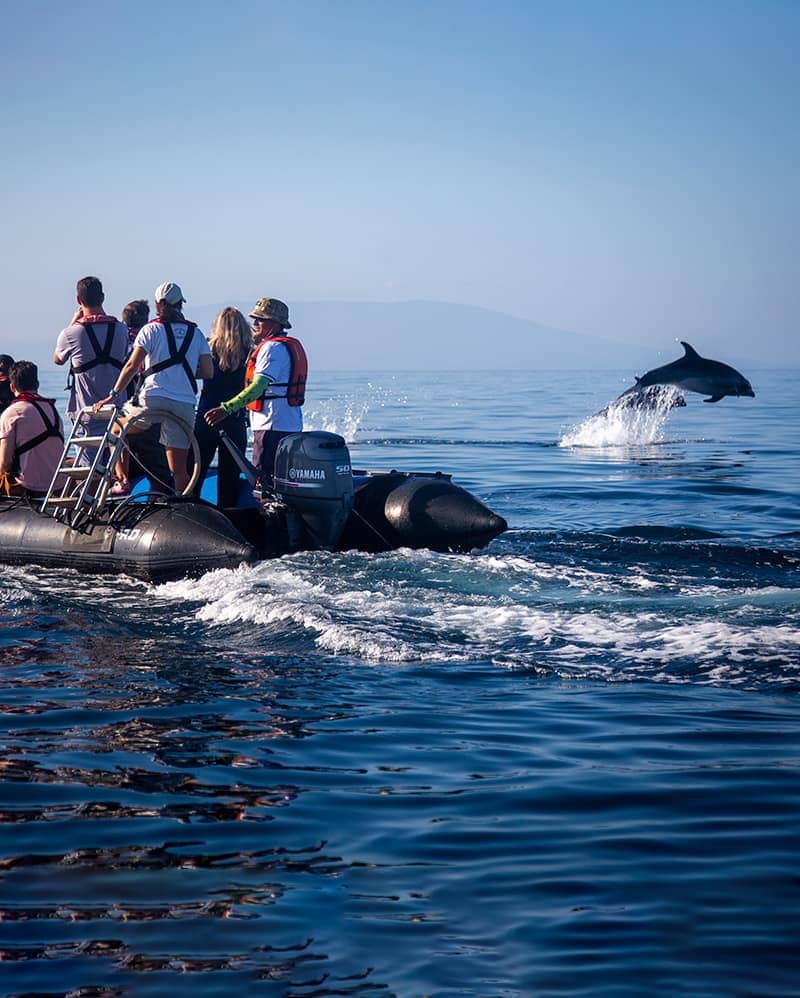 Adventure travelers watching dolphins breaching in the Galapagos