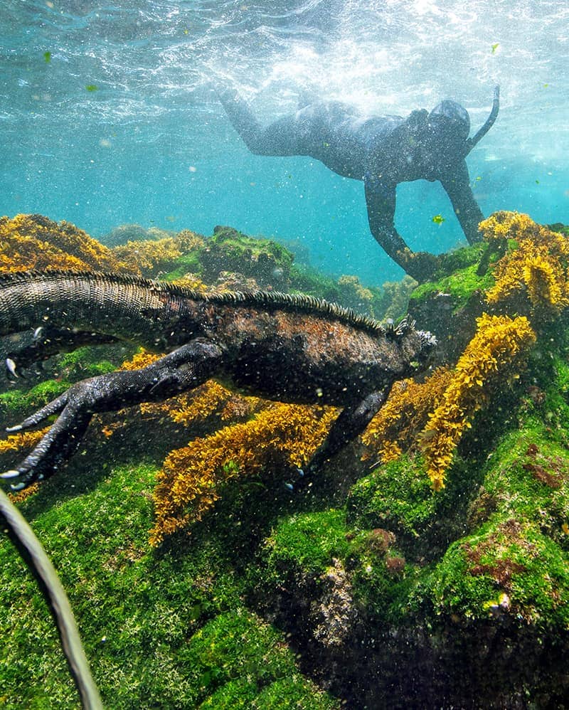 Endemic Galapagos marine iguana foraging for food as a snorkeler observes