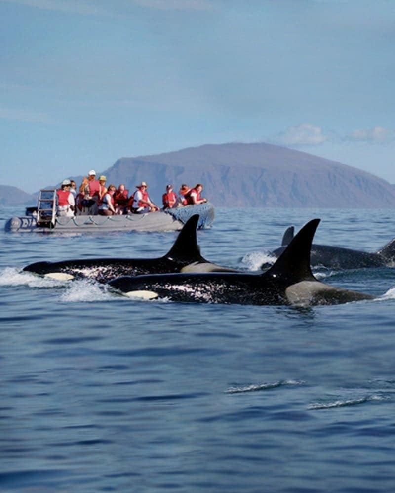 Whale watching on a small ship experience aboard Grace Yacht