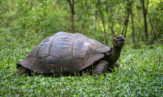 15-Day Galapagos Cruise Itinerary Special