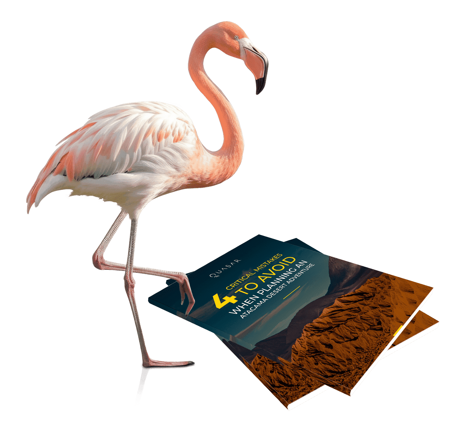Flamingo standing on Patagonia Trip Guide