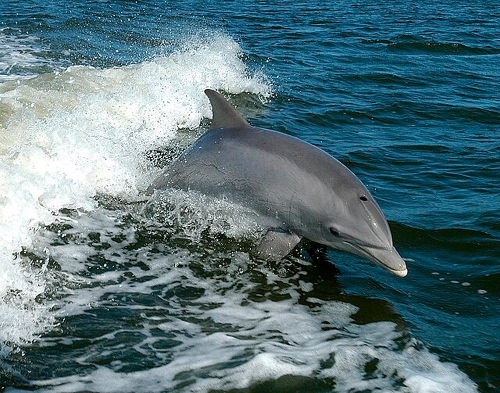 Galapagos Bottle Nosed Dolphins | Quasar Expeditions