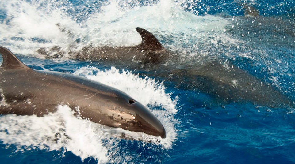 Galapagos False Killer Whale