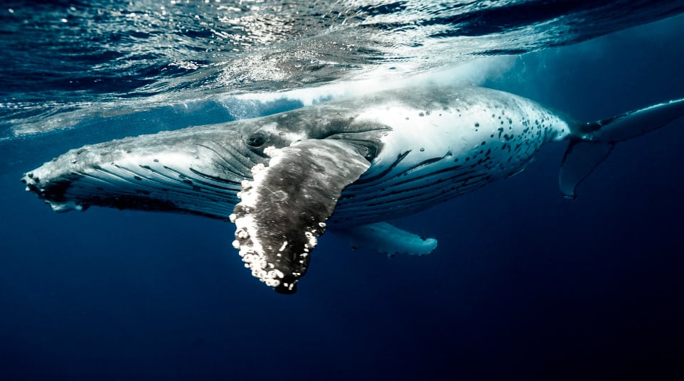 Galapagos Humpback Whale