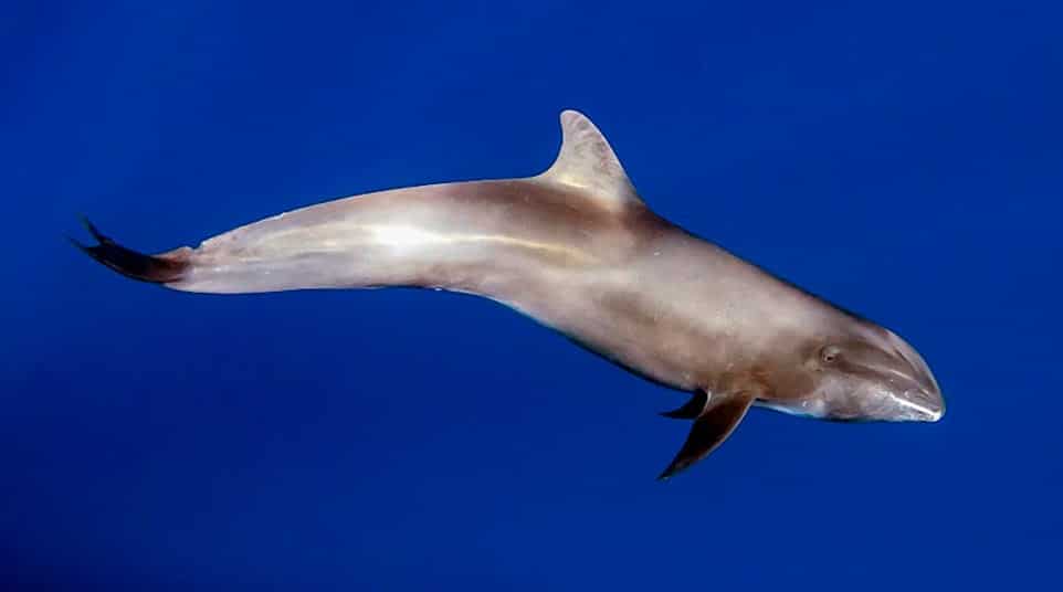 Galapagos Melon Headed Whale Galapagos Melon Headed Whale