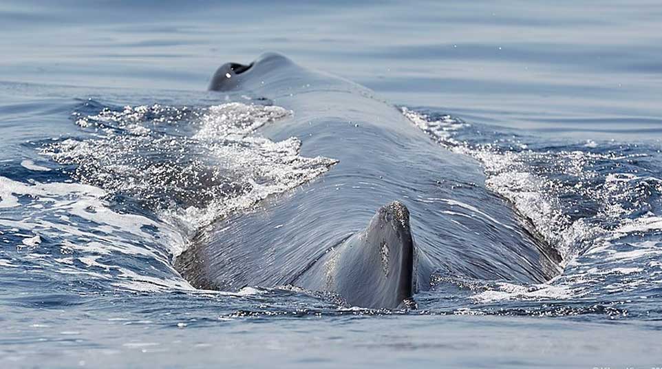 Galapagos Sperm Whale