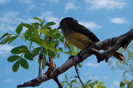 Galapagos Large Tree Finch