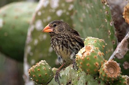 Galapagos Medium Ground Finch