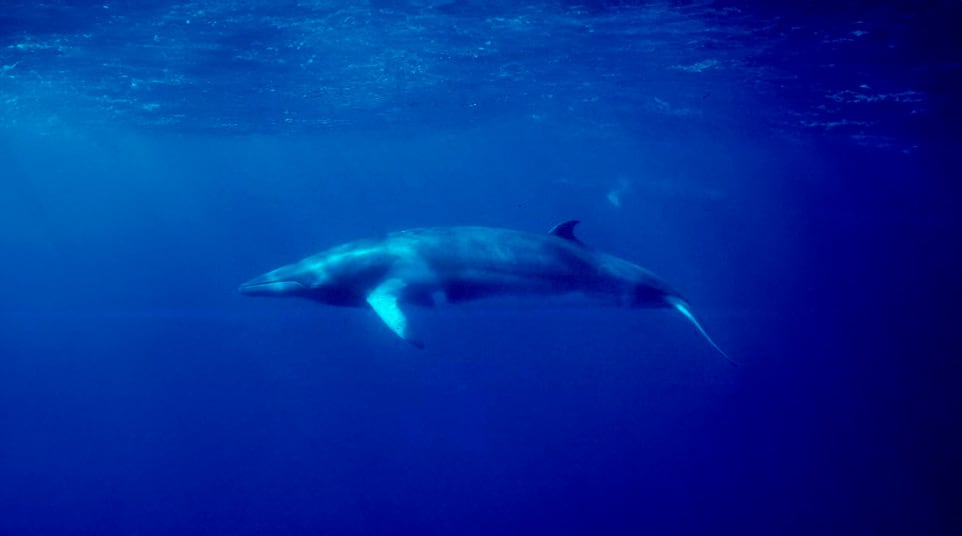 Galapagos Minke Whale