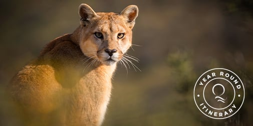 Puma Tracking Safari in Patagonia