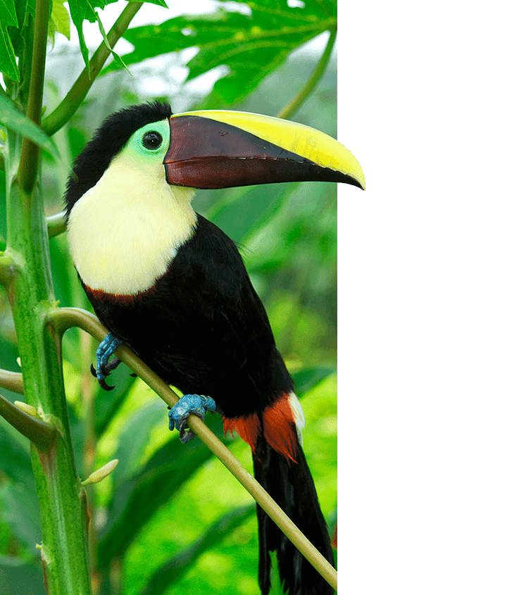 Toucan bird in Ecuador
